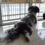 shih tzu wants to go outside