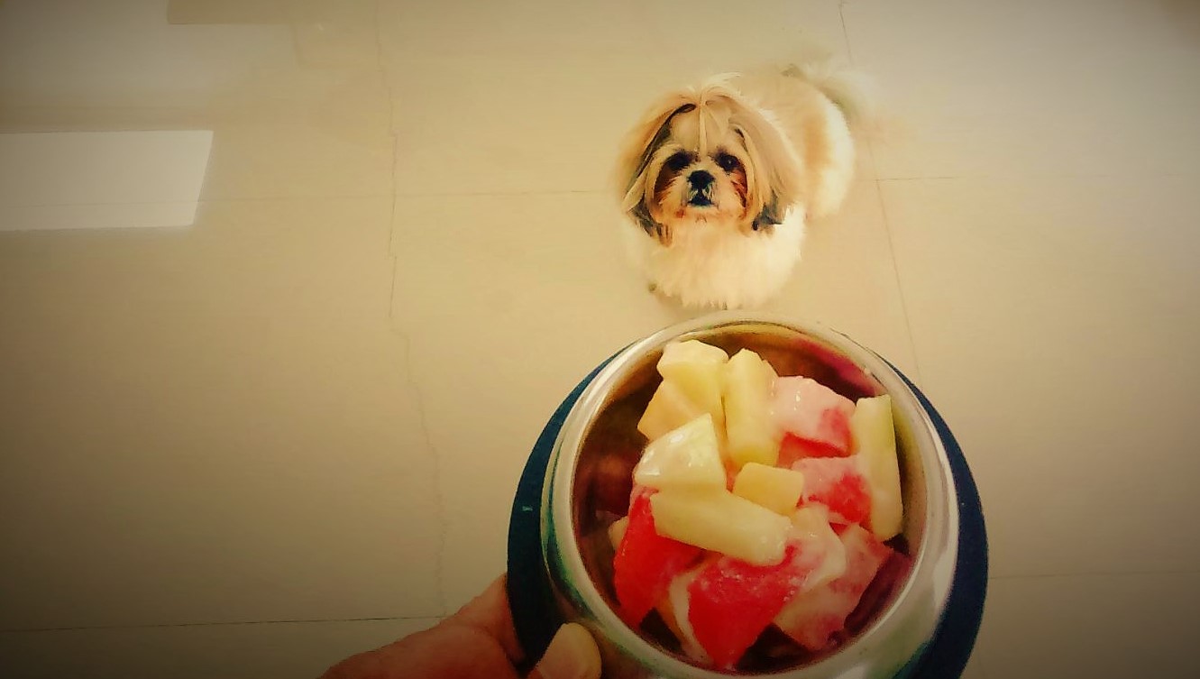 what fruit is good for shih tzu