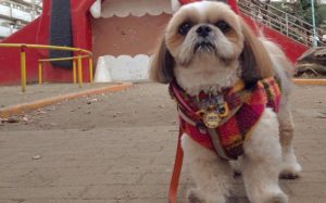 shih tzu dog walking