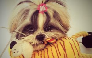 shih tzu dog biting