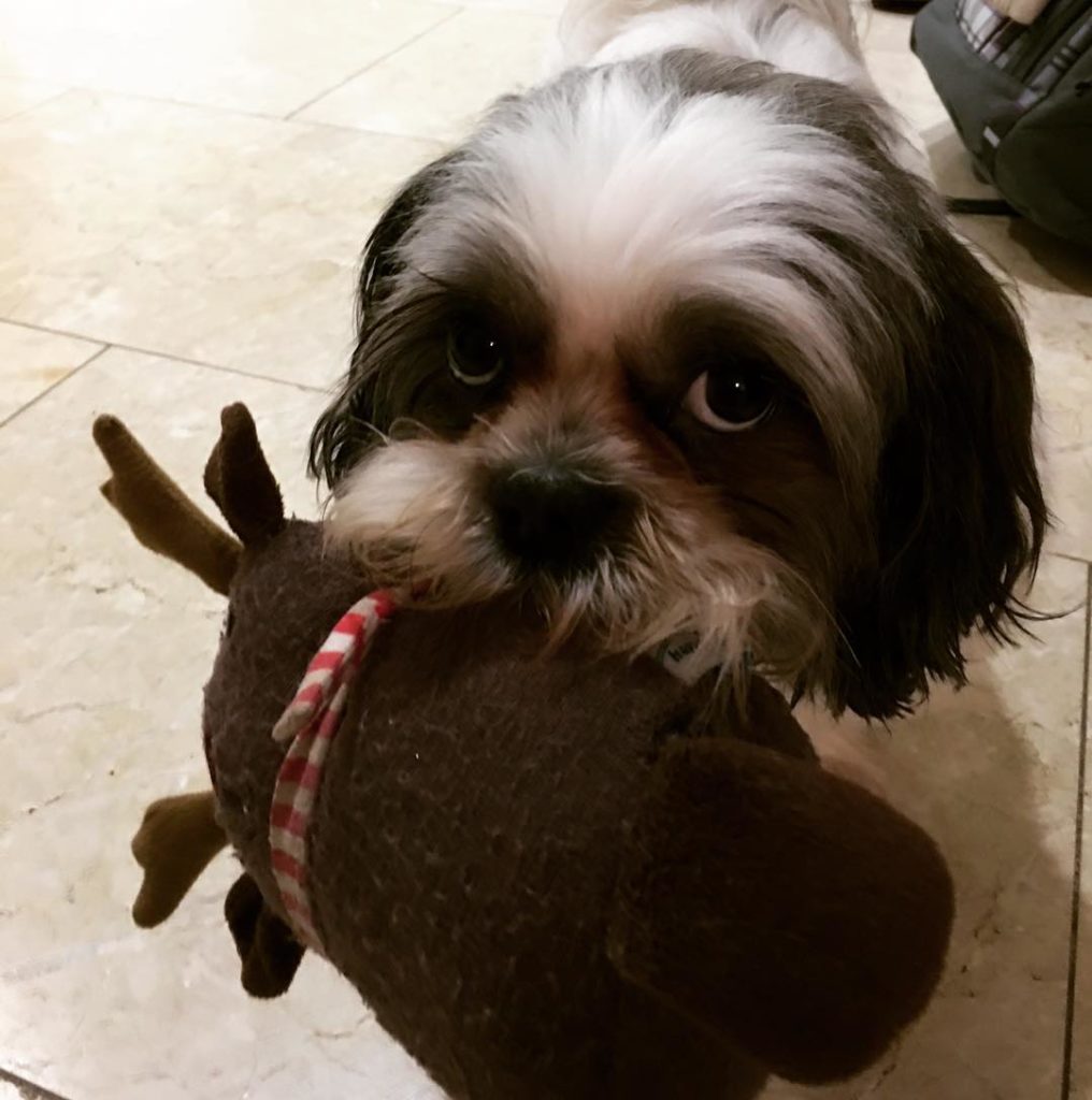 cuddly toy shih tzu