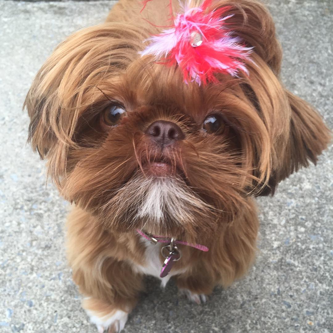 cuddly toy shih tzu