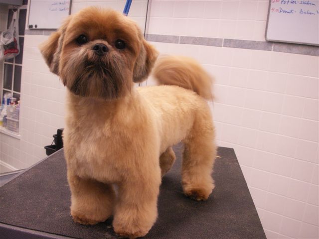 Top 10 Shih Tzu Hair Styles - wide 8