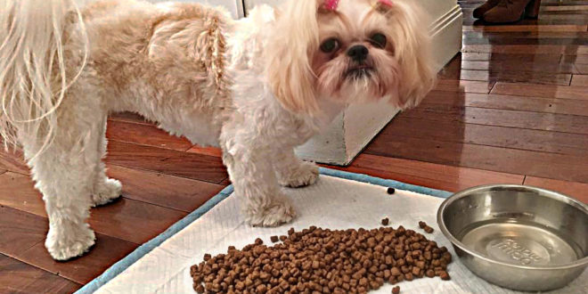 My Dog Won T Eat Anything How Do You Manage A Picky Shih Tzu