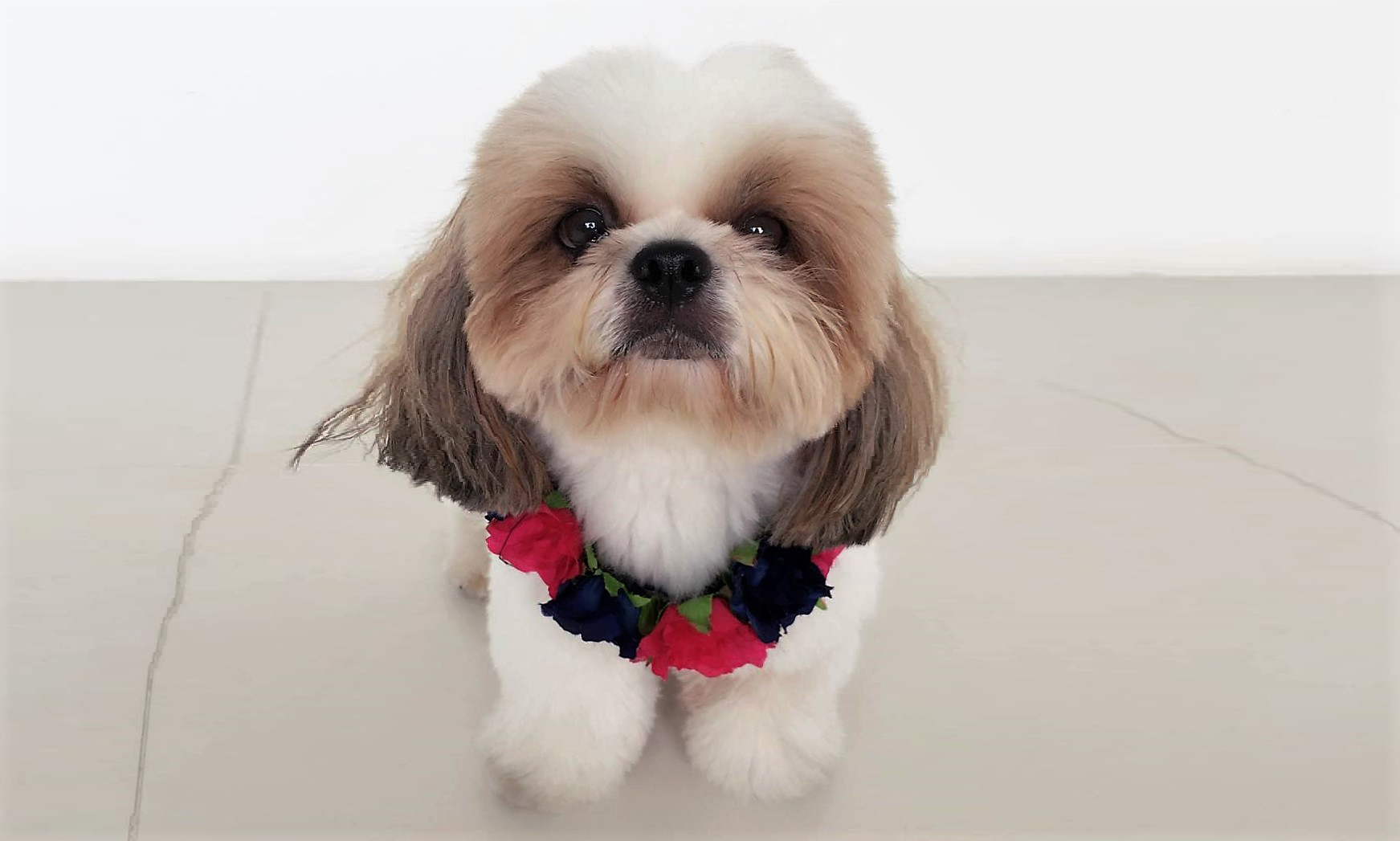 tricks-on-how-to-groom-your-shih-tzu-s-face-shih-tzu-cute