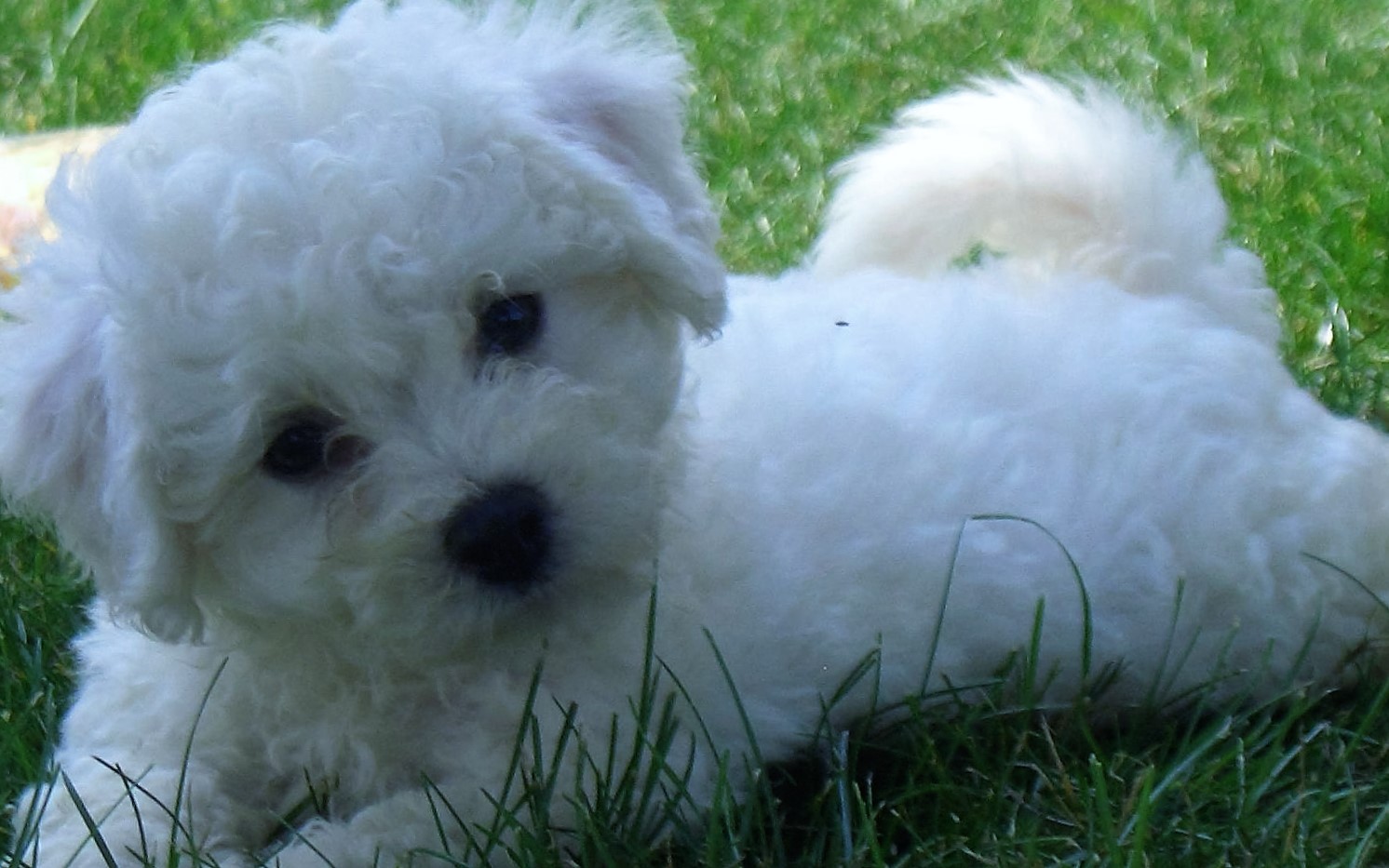 Frequently Asked Questions About Bichon Shih Tzu Shih