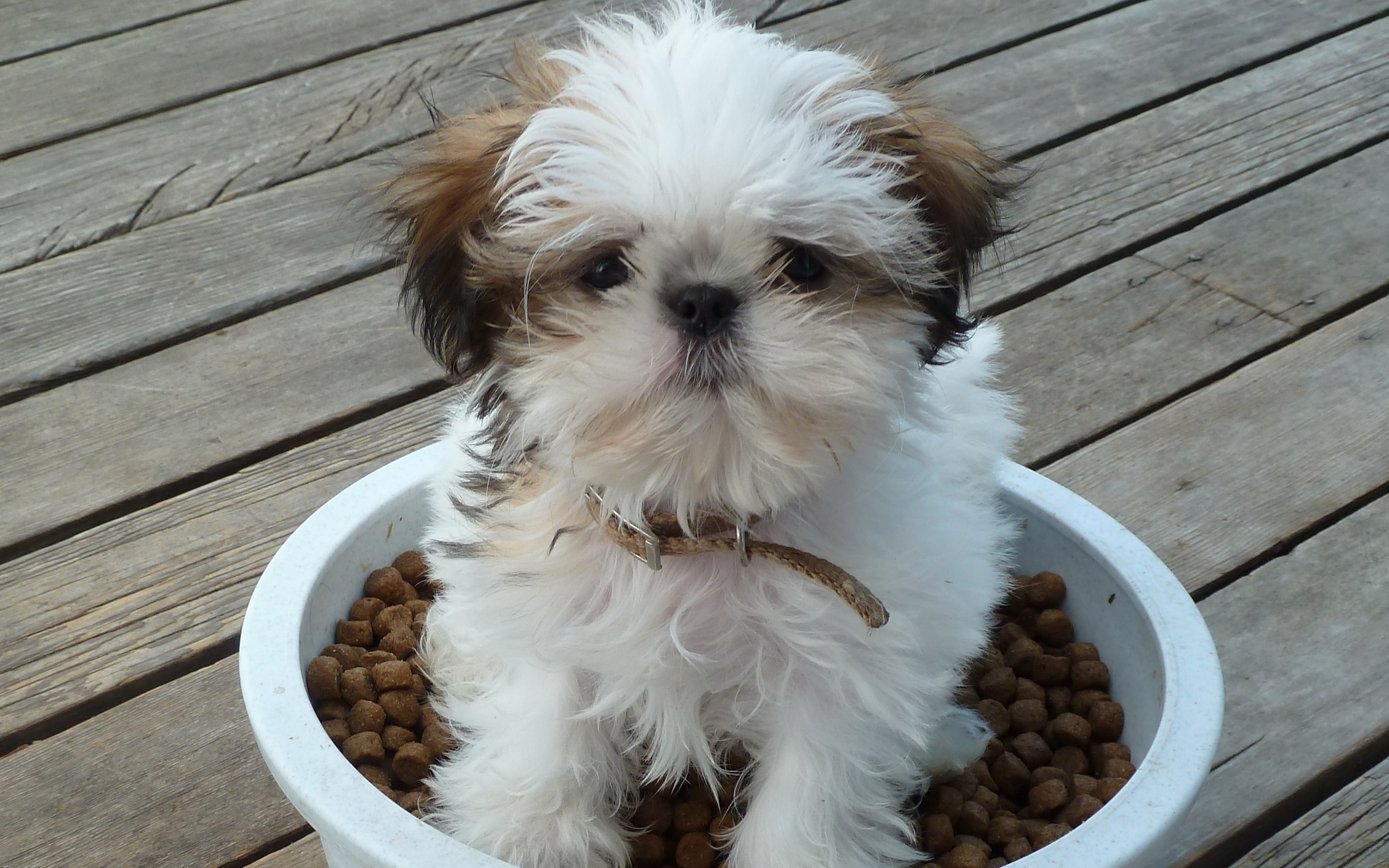 Imperial Shih Tzu Facts You Should Know Shih Tzu Cute