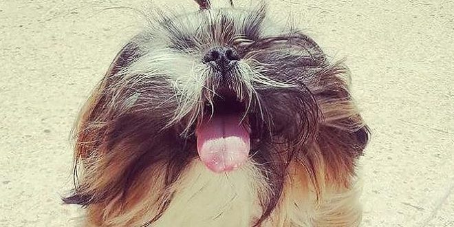 What Causes Abnormal Panting In Dogs Shih Tzu Cute